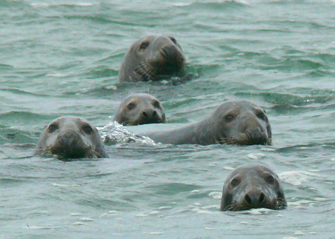 seals